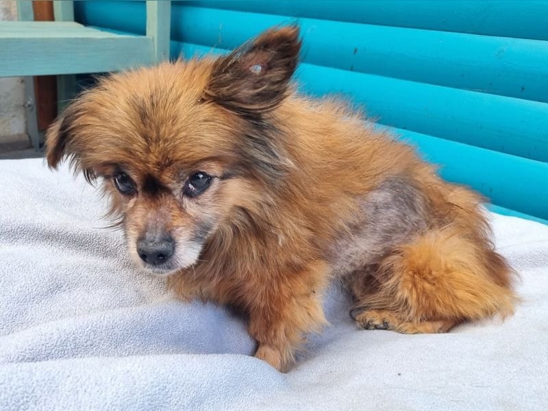 ♥MABELLE♥ auf Pflegestelle bei Köln - bezaubernde, süße kleine Hundeomi 26 cm