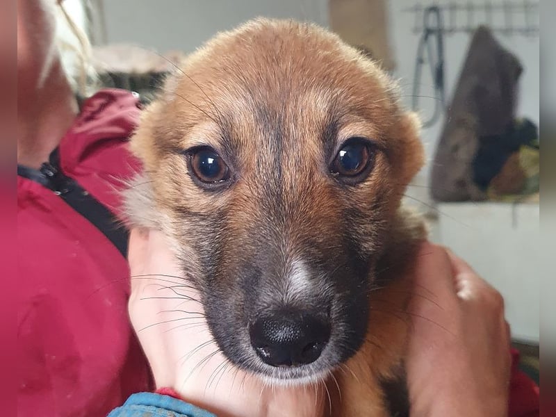 ♥PEPITA♥ zuckersüße, verspielte Welpin, die zuschauen muss, wie ihre Zwingerkollegen ausreisen 32 cm