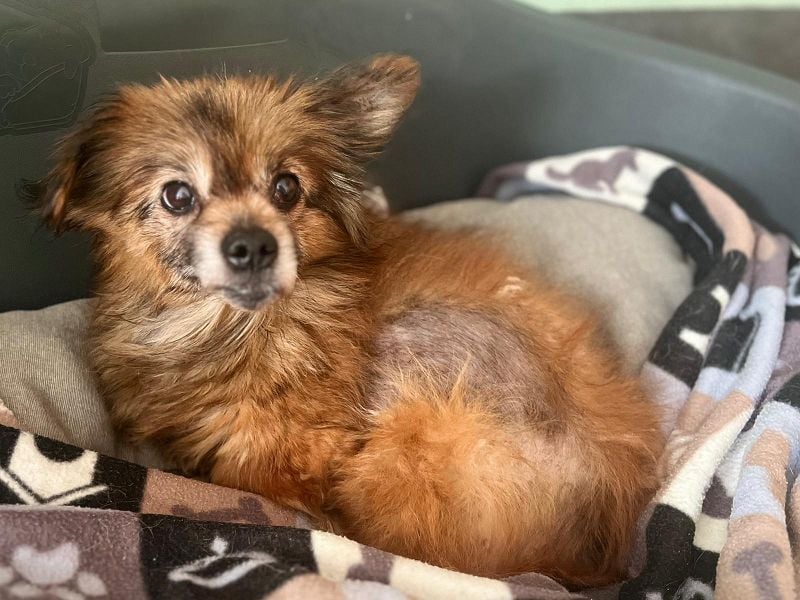 ♥MABELLE♥ auf Pflegestelle bei Köln - bezaubernde, süße kleine Hundeomi 26 cm