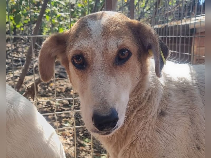 ♥NICOLA♥ hübsche, farbenfrohe,anfangs noch unsichere Hündin,die im Tierheim sehr gestresst ist 51 cm