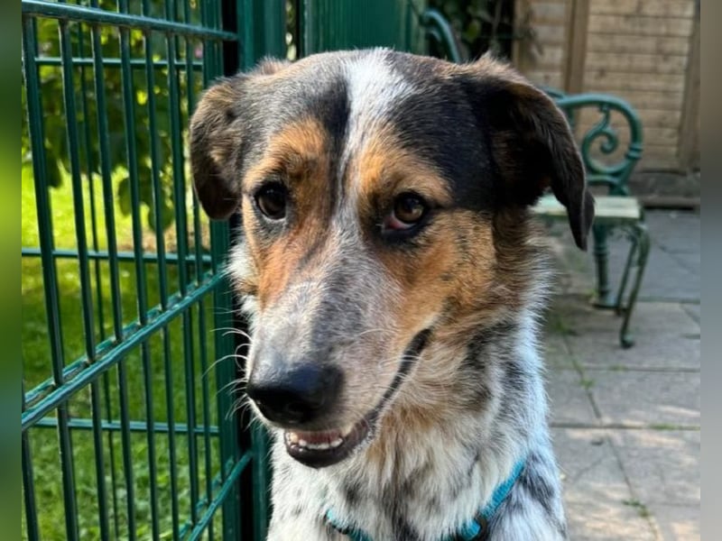 ♥LILLI♥ am 13.7. bei Tiere suchen ein Zuhause-so liebe, sanfte Seele mit dem besonderen Äußeren 55cm