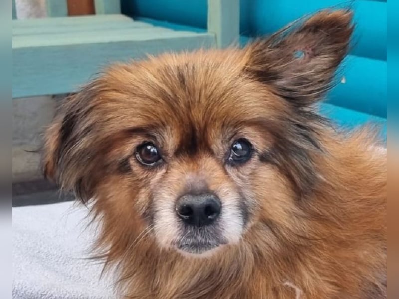 ♥MABELLE♥ auf Pflegestelle bei Köln - bezaubernde, süße kleine Hundeomi 26 cm