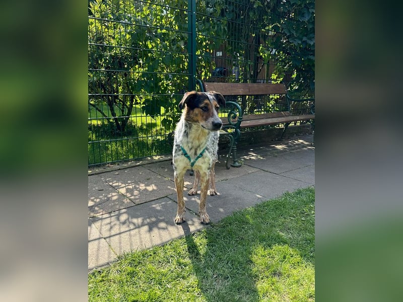 ♥LILLI♥ verliert ihr Zuhause in Reichshof-sehr liebe, sanfte Seele mit ihrem besonderen Äußeren 55cm