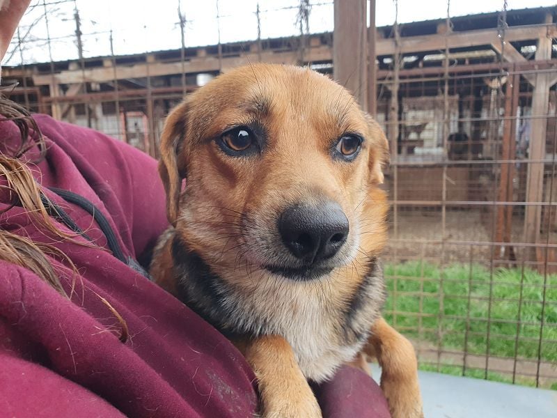 ♥DORA♥ zierliche, ganz liebe kleine Hündin, die ganz neu im Tierheim gelandet ist 37 cm