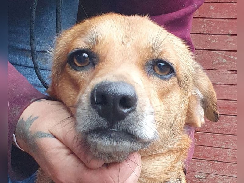 ♥DORA♥ zierliche, ganz liebe kleine Hündin, die ganz neu im Tierheim gelandet ist 37 cm