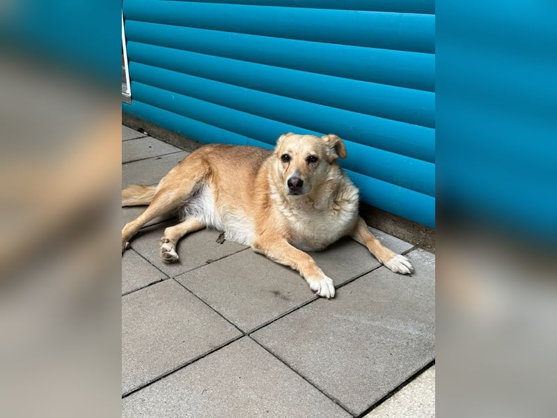 ♥LINETT♥ neu auf Pflegestelle bei Köln - süße, ruhige, unkomplizierte Hündin 52 cm