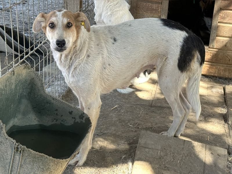 ♥NICOLA♥ hübsche, farbenfrohe,anfangs noch unsichere Hündin,die im Tierheim sehr gestresst ist 51 cm