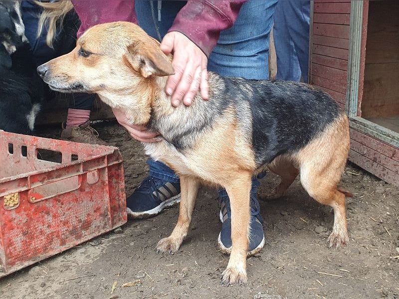 ♥DORA♥ zierliche, ganz liebe kleine Hündin, die ganz neu im Tierheim gelandet ist 37 cm