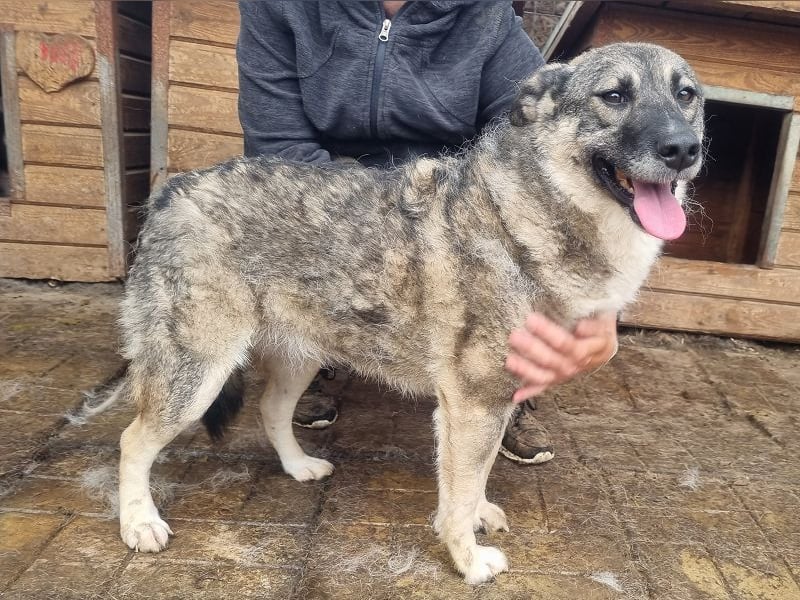 ♥LONKA♥ wunderschöne, schmuse- und liebesbedürftige Hündin mit handlichen 44 cm