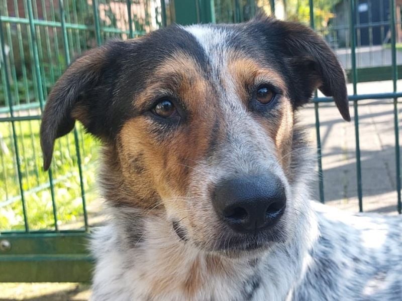 ♥LILLI♥ verliert ihr Zuhause in Reichshof-sehr liebe, sanfte Seele mit ihrem besonderen Äußeren 55cm