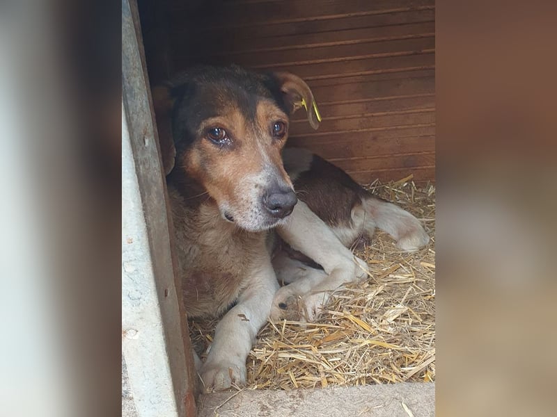 ♥RESI♥ sichtlich erschöpfte, sanfte, stille, ältere Hündin, deren trauriger Blick uns berührt 50 cm