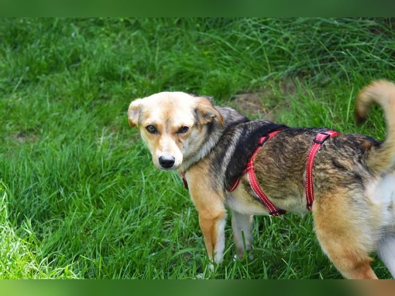 ♥CARMINA♥ neu auf Pflegestelle bei Aachen - zarte, neugierige, kleine süße Maus 33 cm