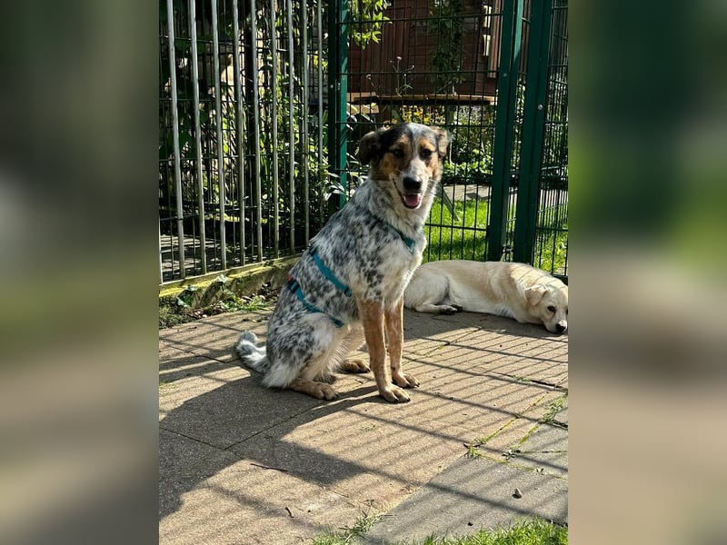 ♥LILLI♥ verliert ihr Zuhause in Reichshof-sehr liebe, sanfte Seele mit ihrem besonderen Äußeren 55cm