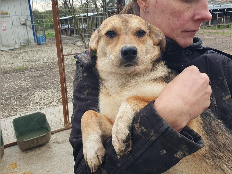 ♥CARMINA♥ ab Anfang Mai auf Pflegestelle bei Aachen - zarte, eingeschüchterte, kleine süße Maus 33