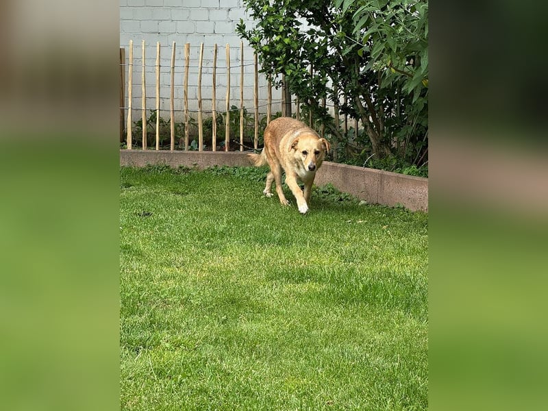 ♥LINETT♥ neu auf Pflegestelle bei Köln - süße, ruhige, unkomplizierte Hündin 52 cm