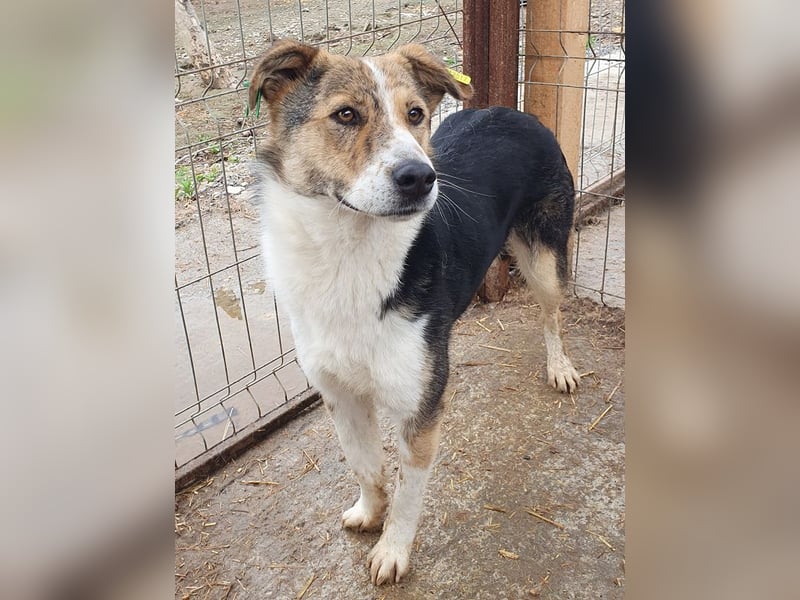 ♥GALINA♥ wunderschöne, sanfte, ruhige, ganz liebe tricolor Hündin - ein absoluter Top-Hund! 52cm