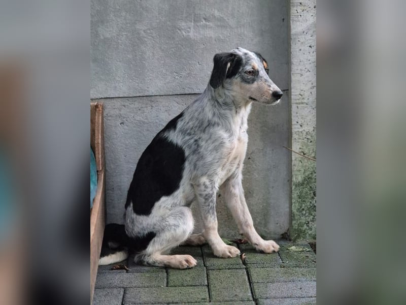 ♥MALOU♥ neu auf Pflegestelle bei Duisburg - wunderhübsche, verspielte Juniorin 43 cm
