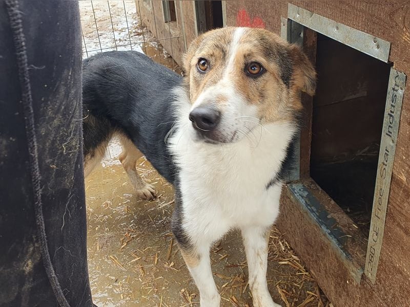 ♥GALINA♥ wunderschöne, sanfte, ruhige, ganz liebe tricolor Hündin - ein absoluter Top-Hund! 52cm