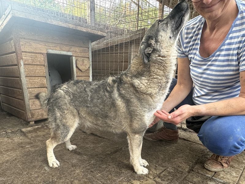 ♥LONKA♥ wunderschöne, schmuse- und liebesbedürftige Hündin mit handlichen 44 cm