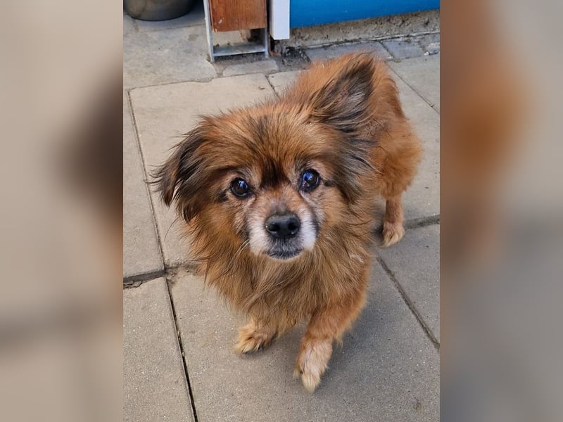 ♥MABELLE♥ auf Pflegestelle bei Köln - bezaubernde, süße kleine Hundeomi 26 cm
