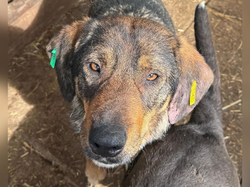 ♥SINA♥ hübsche, zu dünne, ganz liebe Hündin, die wegen des Tierheimstresses resigniert 49 cm