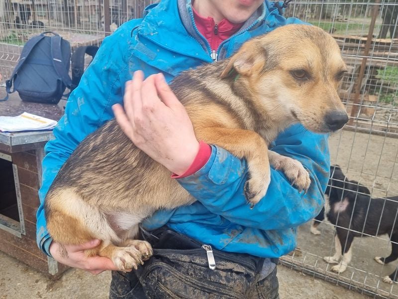 ♥CARMINA♥ ab Anfang Mai auf Pflegestelle bei Aachen - zarte, eingeschüchterte, kleine süße Maus 33