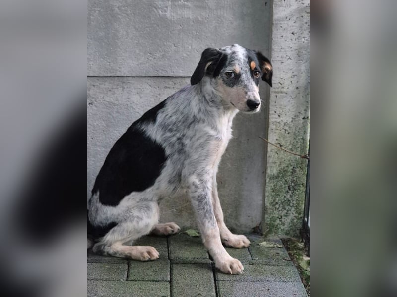 ♥MALOU♥ neu auf Pflegestelle bei Duisburg - wunderhübsche, verspielte Juniorin 43 cm