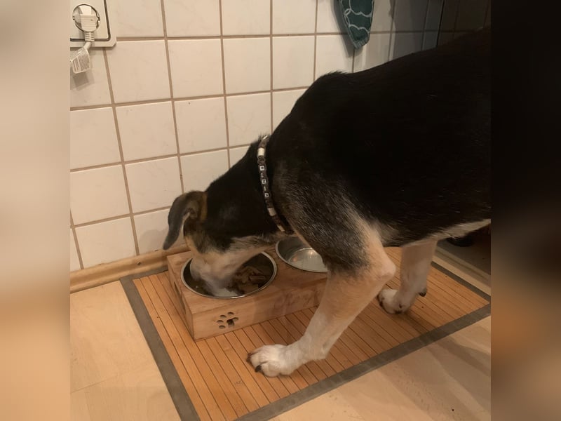Zuckermaus Ronja sucht ihr Zuhause ❤️