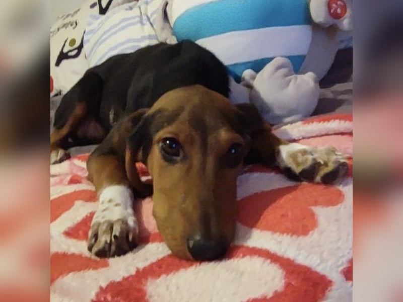 Tilly sucht ihr forever Home❤️
