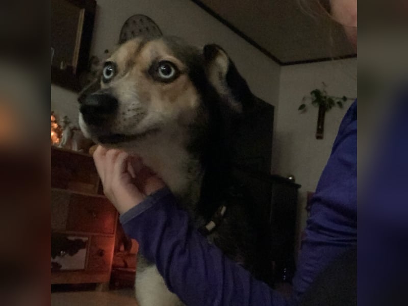 Zuckermaus Ronja sucht ihr Zuhause ❤️
