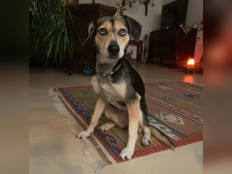 Zuckermaus Ronja sucht ihr Zuhause ❤️