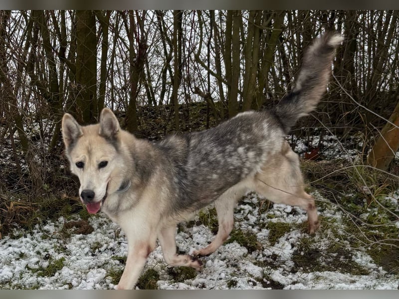 Puca sucht ihr Zuhause ❤️