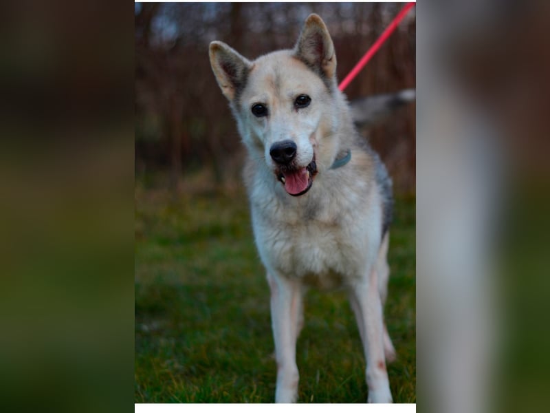 Puca sucht ihr Zuhause ❤️