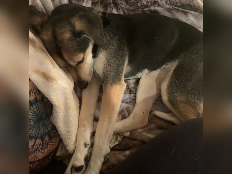 Zuckermaus Ronja sucht ihr Zuhause ❤️