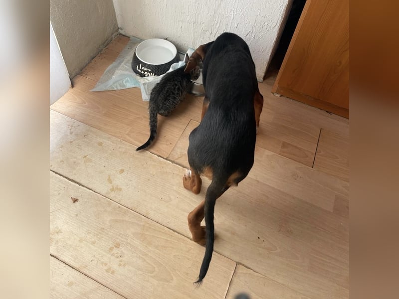 Tilly sucht ihr forever Home❤️