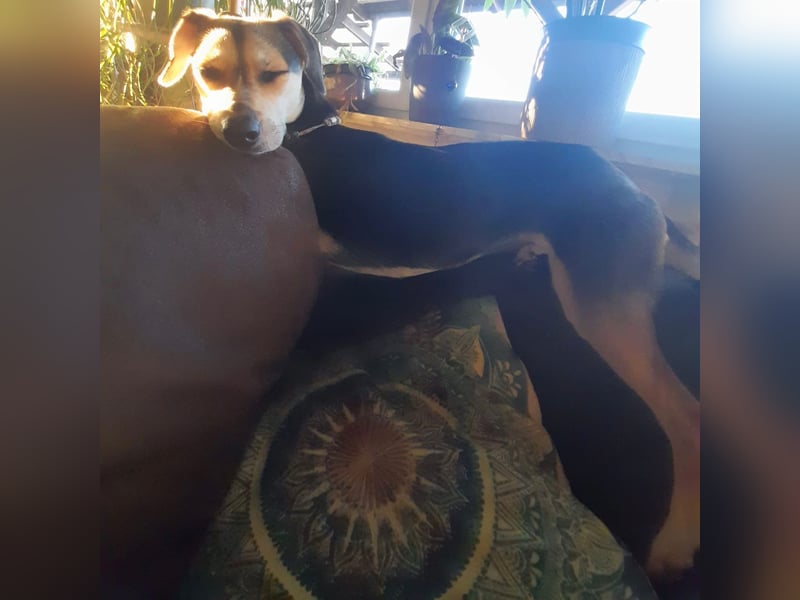 Zuckermaus Ronja sucht ihr Zuhause ❤️