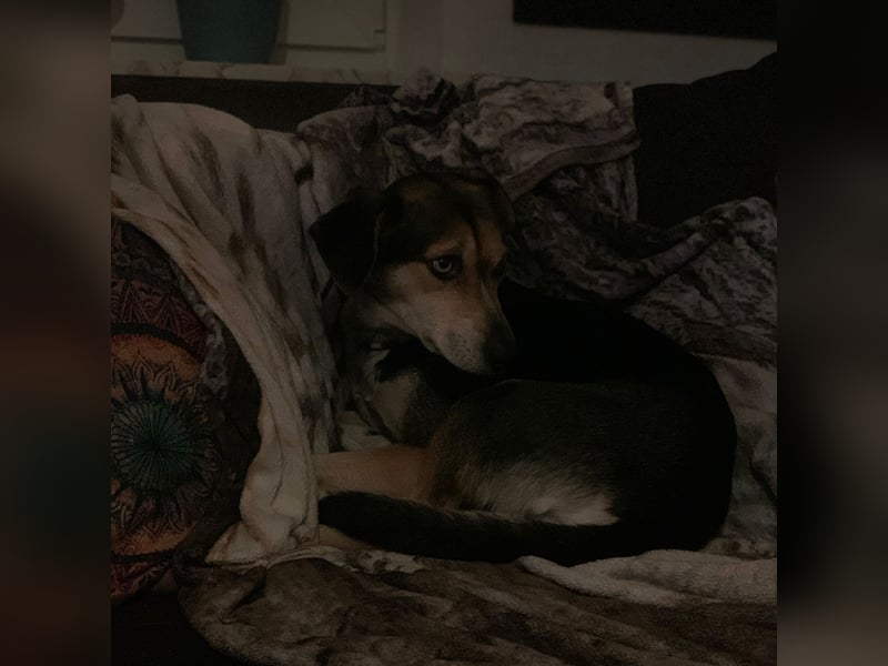 Zuckermaus Ronja sucht ihr Zuhause ❤️