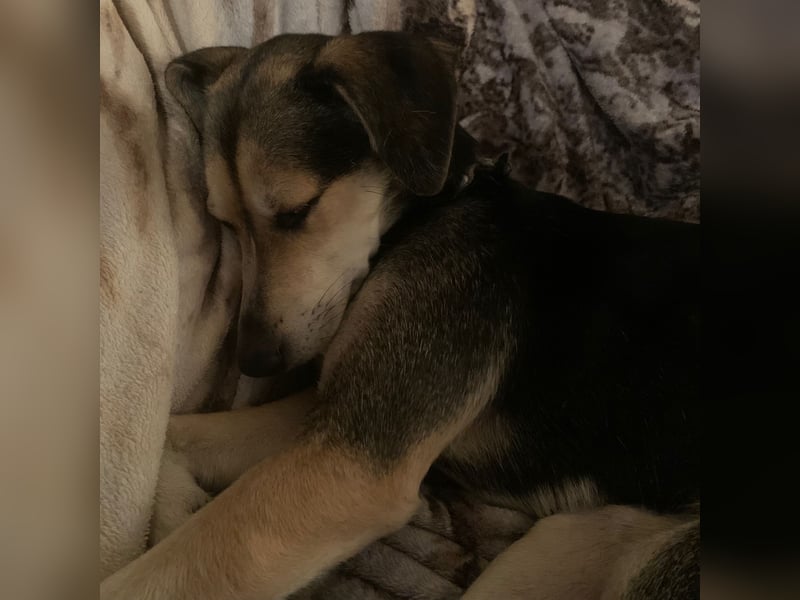 Zuckermaus Ronja sucht ihr Zuhause ❤️