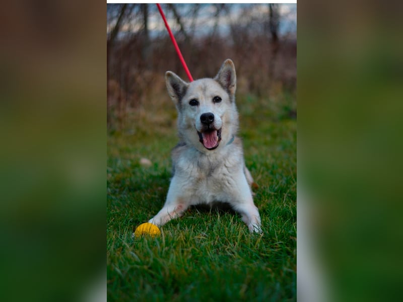 Puca sucht ihr Zuhause ❤️