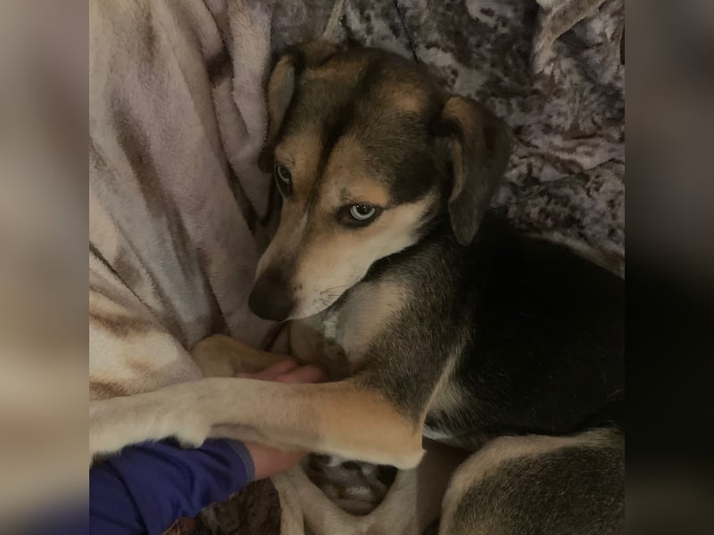 Zuckermaus Ronja sucht ihr Zuhause ❤️