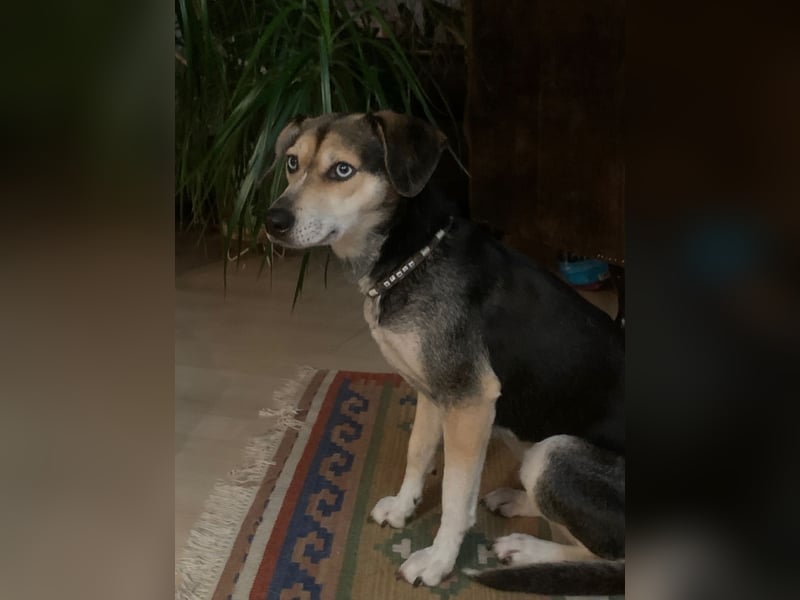 Zuckermaus Ronja sucht ihr Zuhause ❤️