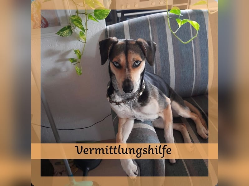 Zuckermaus Ronja sucht ihr Zuhause ❤️