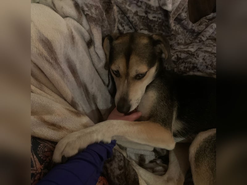 Zuckermaus Ronja sucht ihr Zuhause ❤️