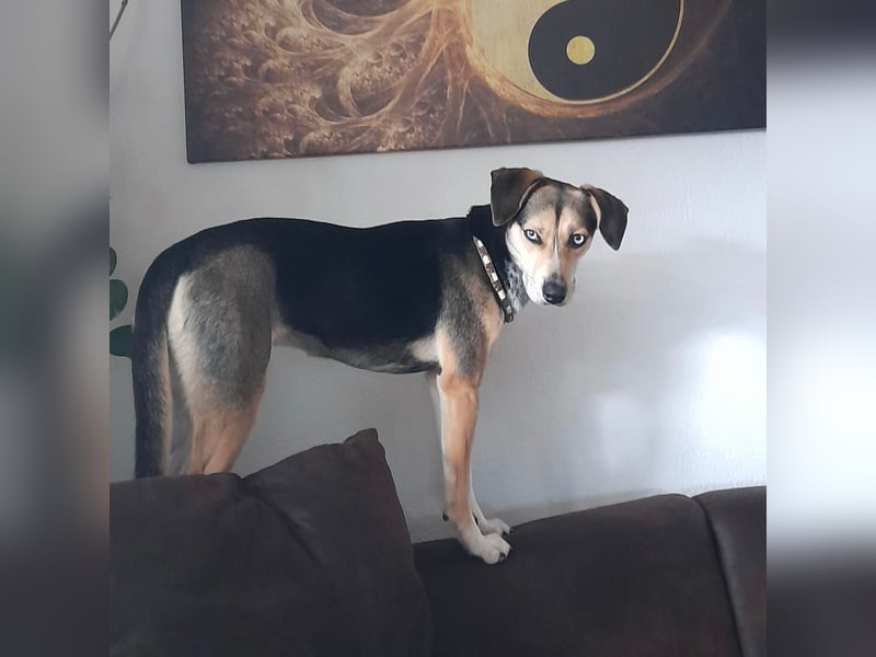 Zuckermaus Ronja sucht ihr Zuhause ❤️