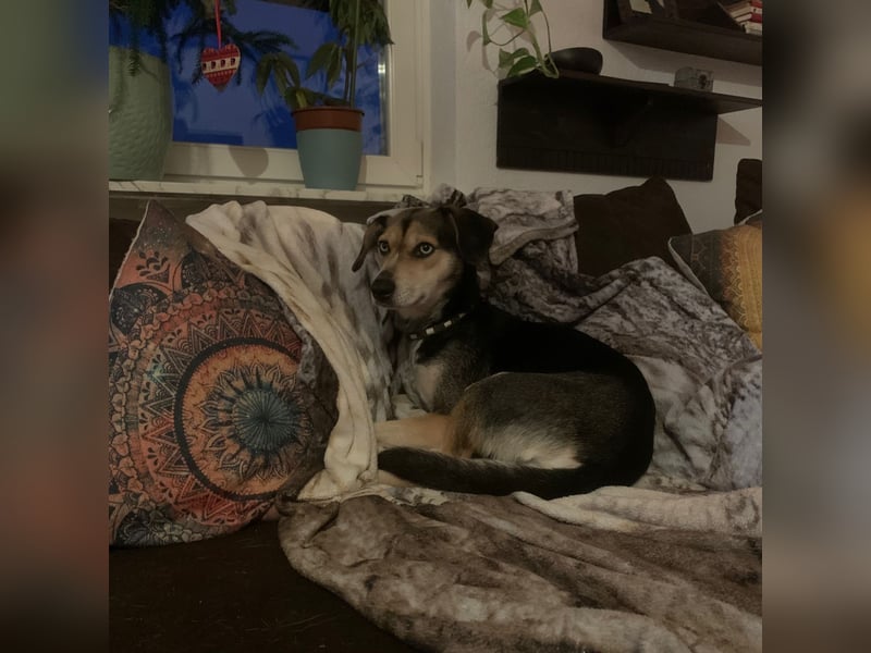 Zuckermaus Ronja sucht ihr Zuhause ❤️