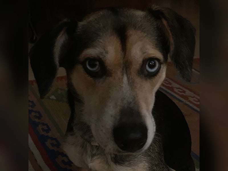 Zuckermaus Ronja sucht ihr Zuhause ❤️