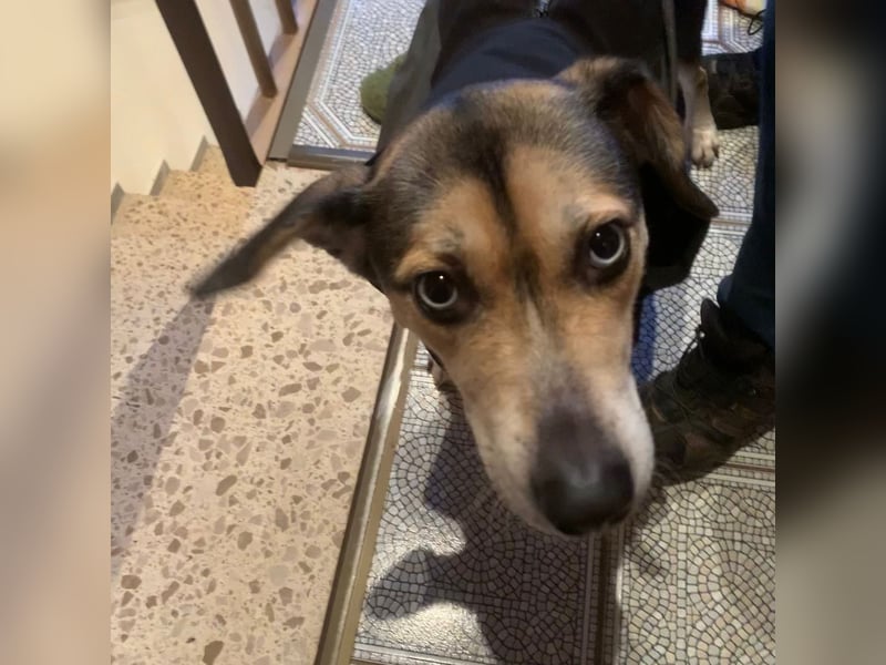 Zuckermaus Ronja sucht ihr Zuhause ❤️