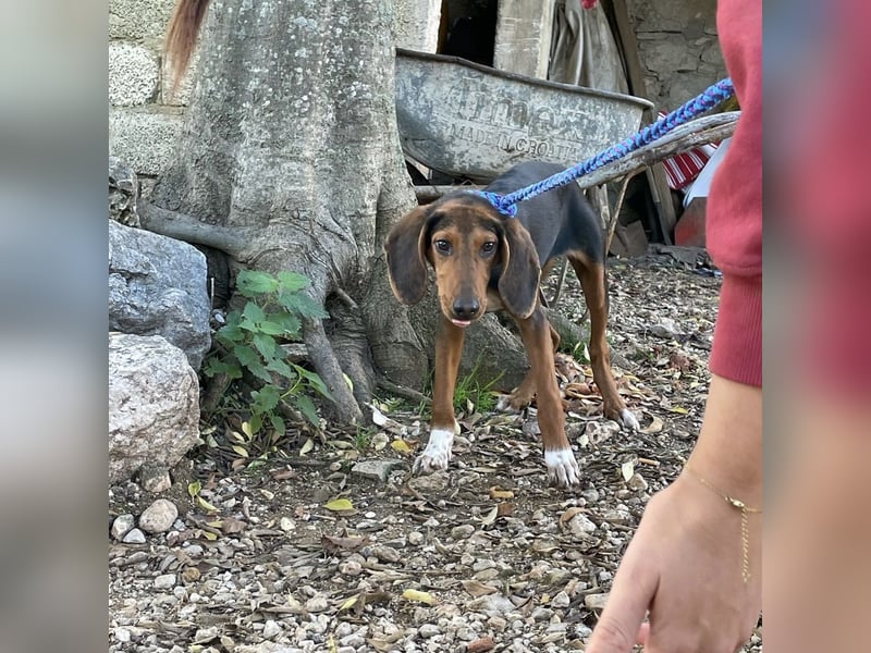 Tilly sucht ihr forever Home❤️