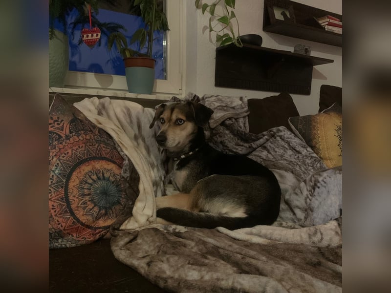Zuckermaus Ronja sucht ihr Zuhause ❤️