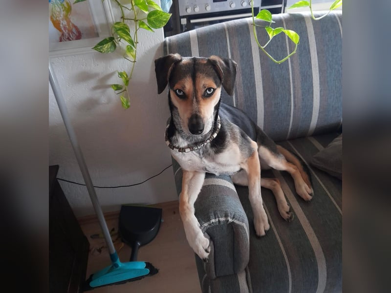 Zuckermaus Ronja sucht ihr Zuhause ❤️